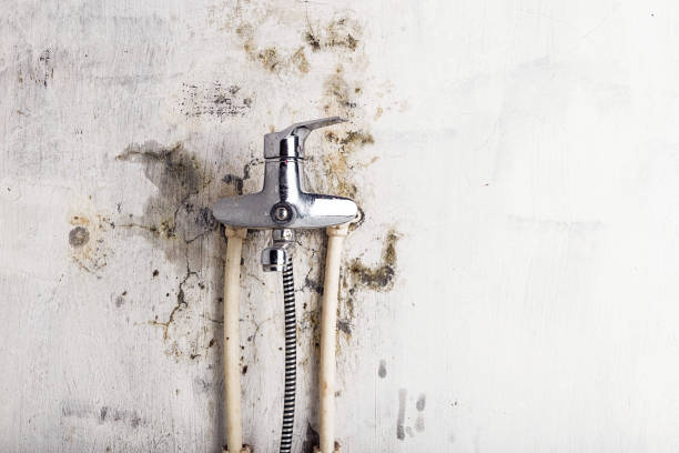 Best Mold Removal Process  in Eggertsville, NY