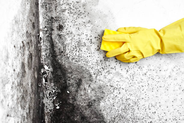Best Commercial Mold Removal  in Eggertsville, NY