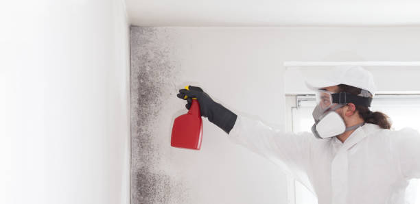 Mold Removal Process in Eggertsville, NY