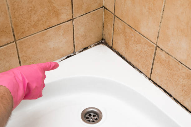 Best Residential Mold Removal  in Eggertsville, NY